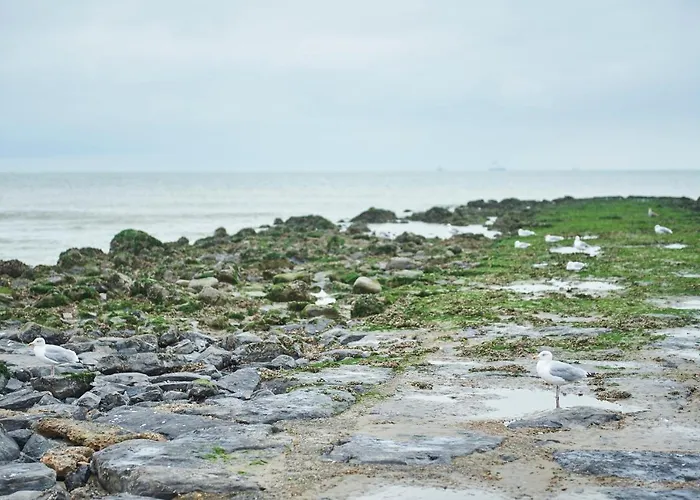 דירה Molo Roof - Stylish Penthouse With Marina View Within Walking Distance From The Sea - 15 Km From Bruges בלנקנברג